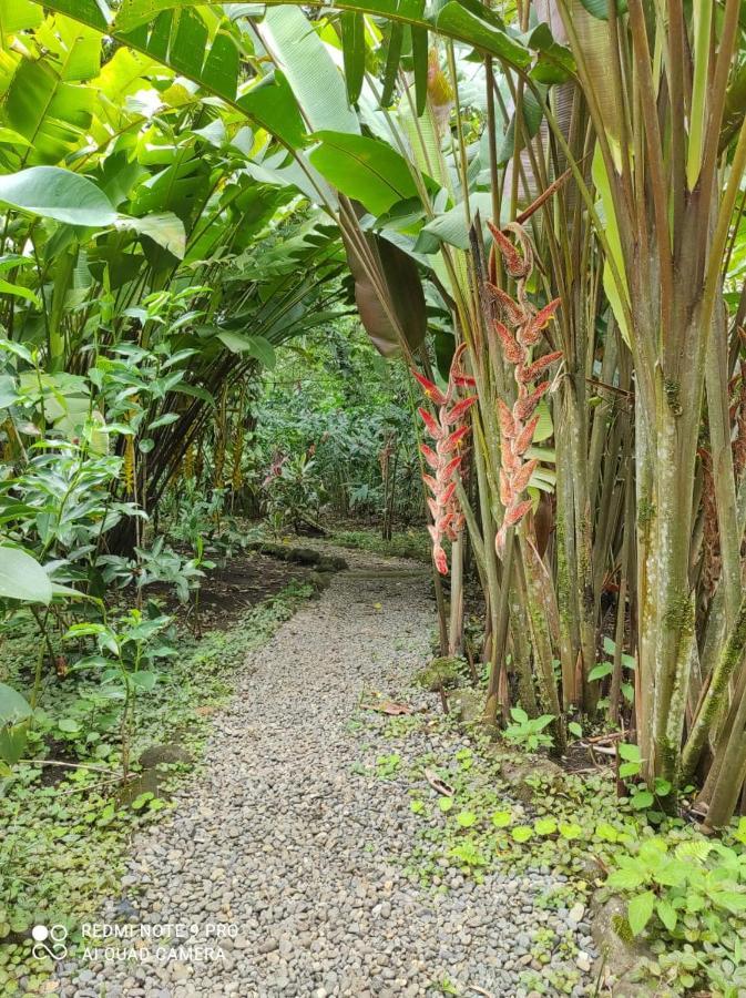 Casita Lidia Bijagua Bed & Breakfast Ngoại thất bức ảnh